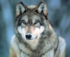 wolf