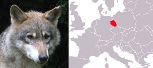 wolf-in-lausitz
