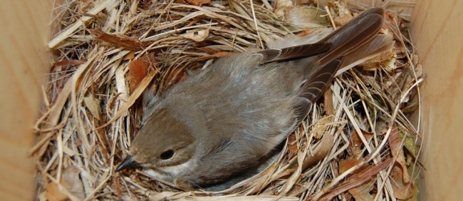 Bonte vliegenvanger op het nest 