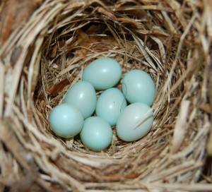 Broedsel bonte vliegenvanger