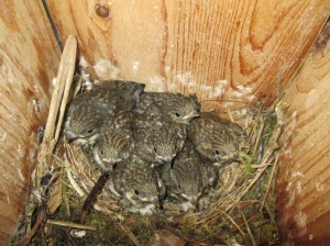 Klaar om geringd te worden- foto: Romy Mensink