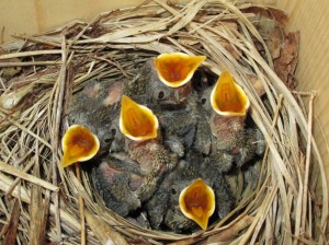 Sperrende bekkies- foto Romy Mensink 