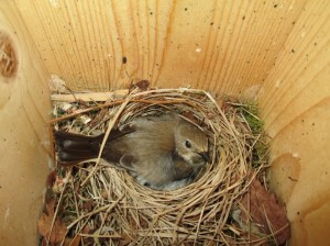Vrouwtje beschermt jongen- foto: Romy Mensink