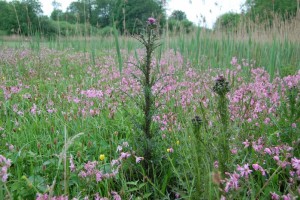 kale jonkers in hooiland