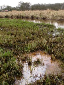  kwelwater komt aan de oppervlakte