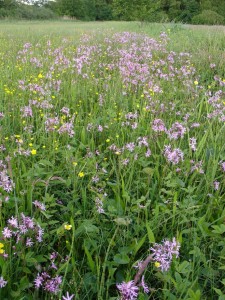 echte koekoeksbloemen