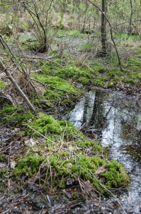 veenmos in oude veenputten 