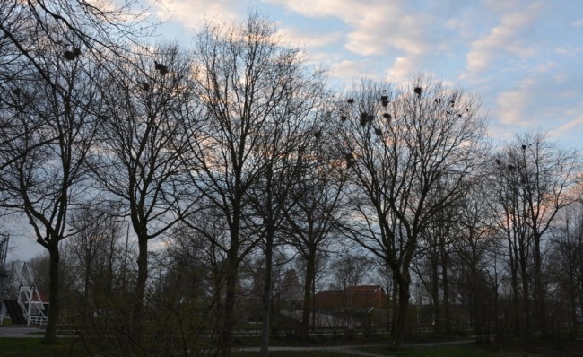 Skatebaan naast De Zeven Linden Dedemsvaart 