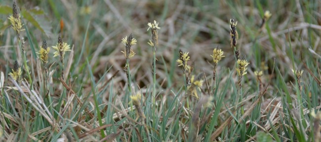 bloeiwijze blauwe zegge 