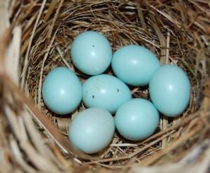 eieren bonte vliegenvanger 