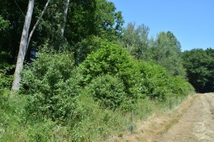 Situatie juli  2015 : mooie dichte opgroeiende houtwal 