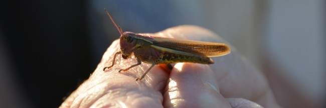 moerassprinkhaan 