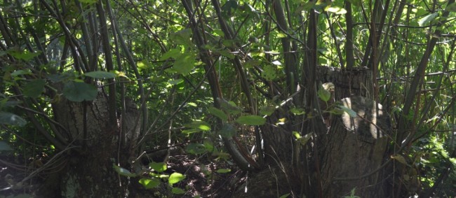 Situatie juli 2015: stobben lopen weer uit. 