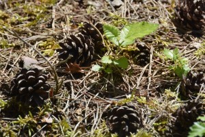 Zaailingen pakken hun kans : juli 2015