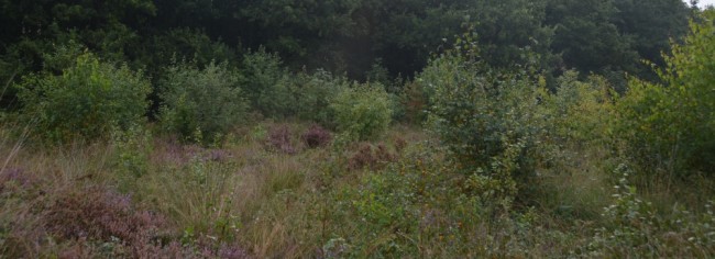 Voor de klus: veel opslag van berk en vuilboom