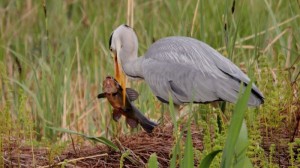 Jaap Veneboer- Blauwe reiger eet zeelt