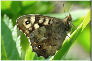 bont zandoogje bron: vlindersindrenthe.nl