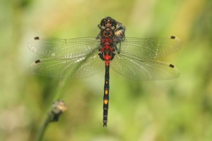 witsnuitlibel bron: vlindernet .nl