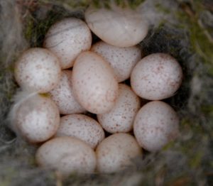 Dit legsel van de pimpelmees heeft 13 eieren