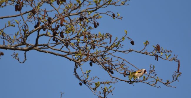 De putter liet zich op vijf teldagen zien.