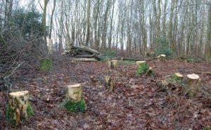 Hakhout op Groot Oever 