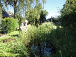 volgegroeid met riet