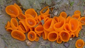 Grote oranje bekerzwam foto Jaap Veneboer 