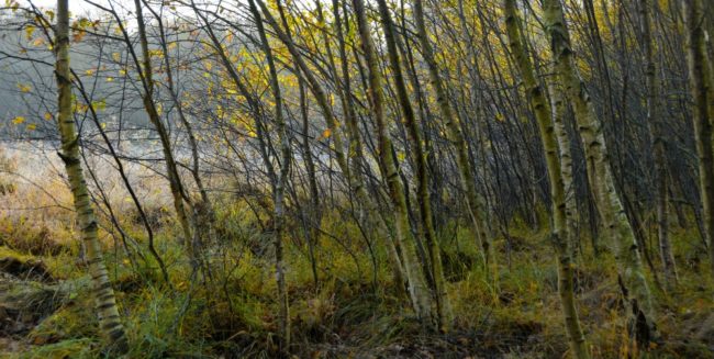 Deze berken moeten allemaal weg 