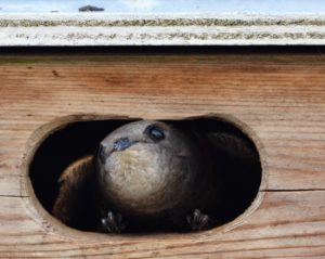 Gierzwaluw komt uit de kast