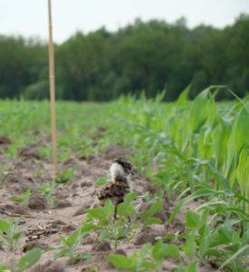 jonge_kievit-leende_erik_van_asten