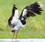 3780_kievit_AG-HansGermeraad