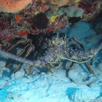 caribean spiny lobster