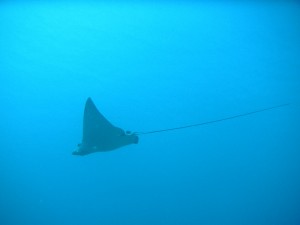 spotted eagle ray 