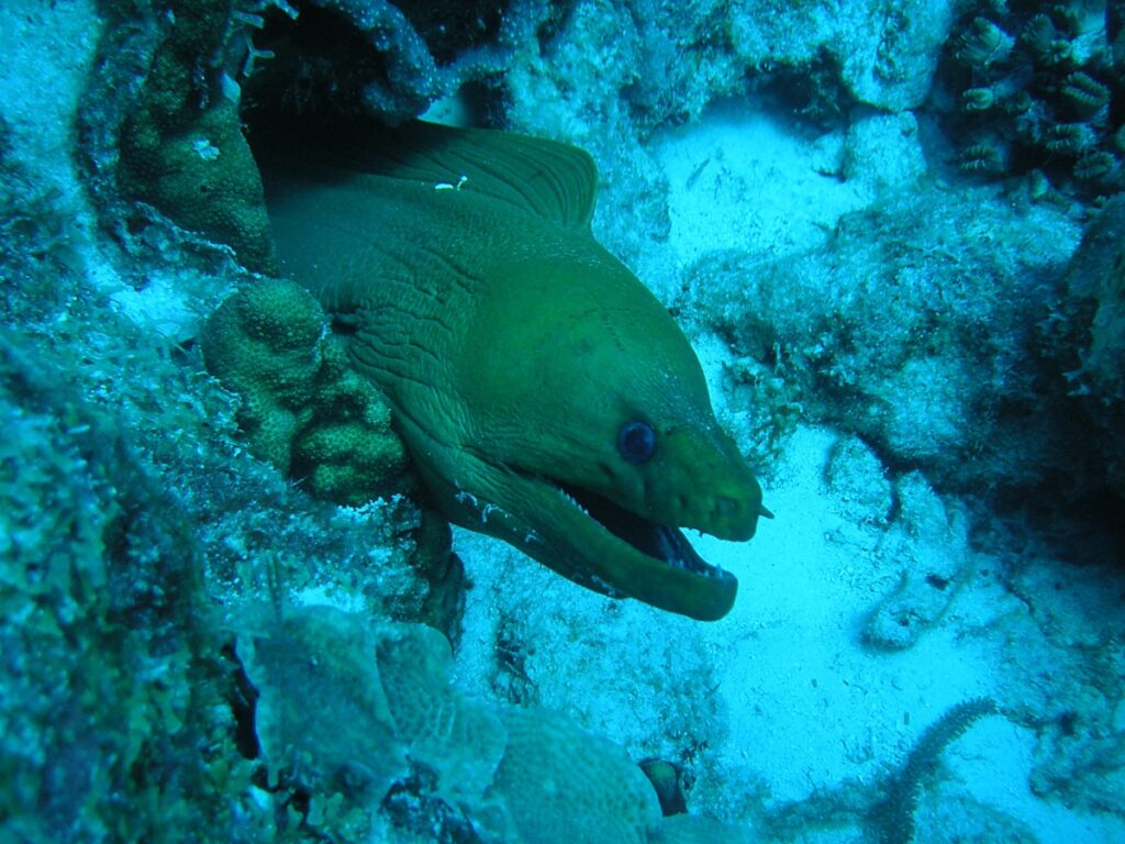Eels & Rays Mieke's Bonaire