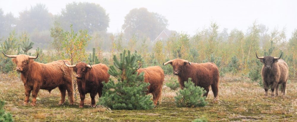 Natuurwerkgroep de Reest
