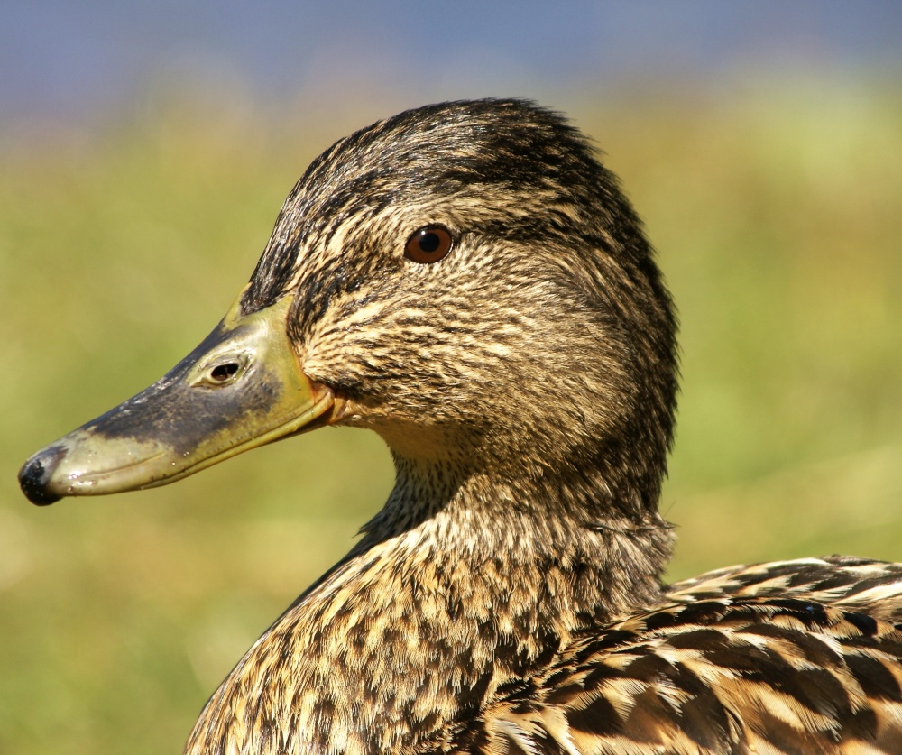 Vogel van de maand februari 2020 de Wilde Eend Natuurwerkgroep de Reest