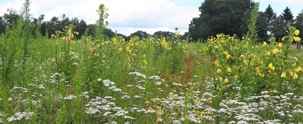 Natuurwerkgroep de Reest