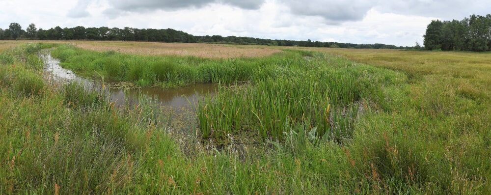 Natuurwerkgroep de Reest